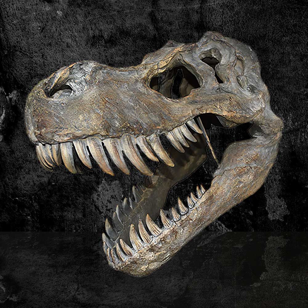 Tyrannosaurus Rex Skull Large B/strap