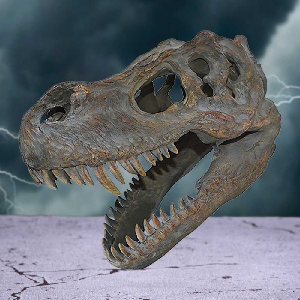 Tyrannosaurus Rex Skull Small B/strap