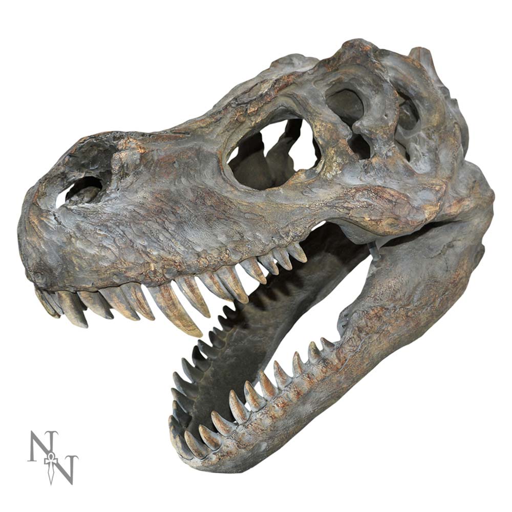 Tyrannosaurus Rex Skull Small B/strap