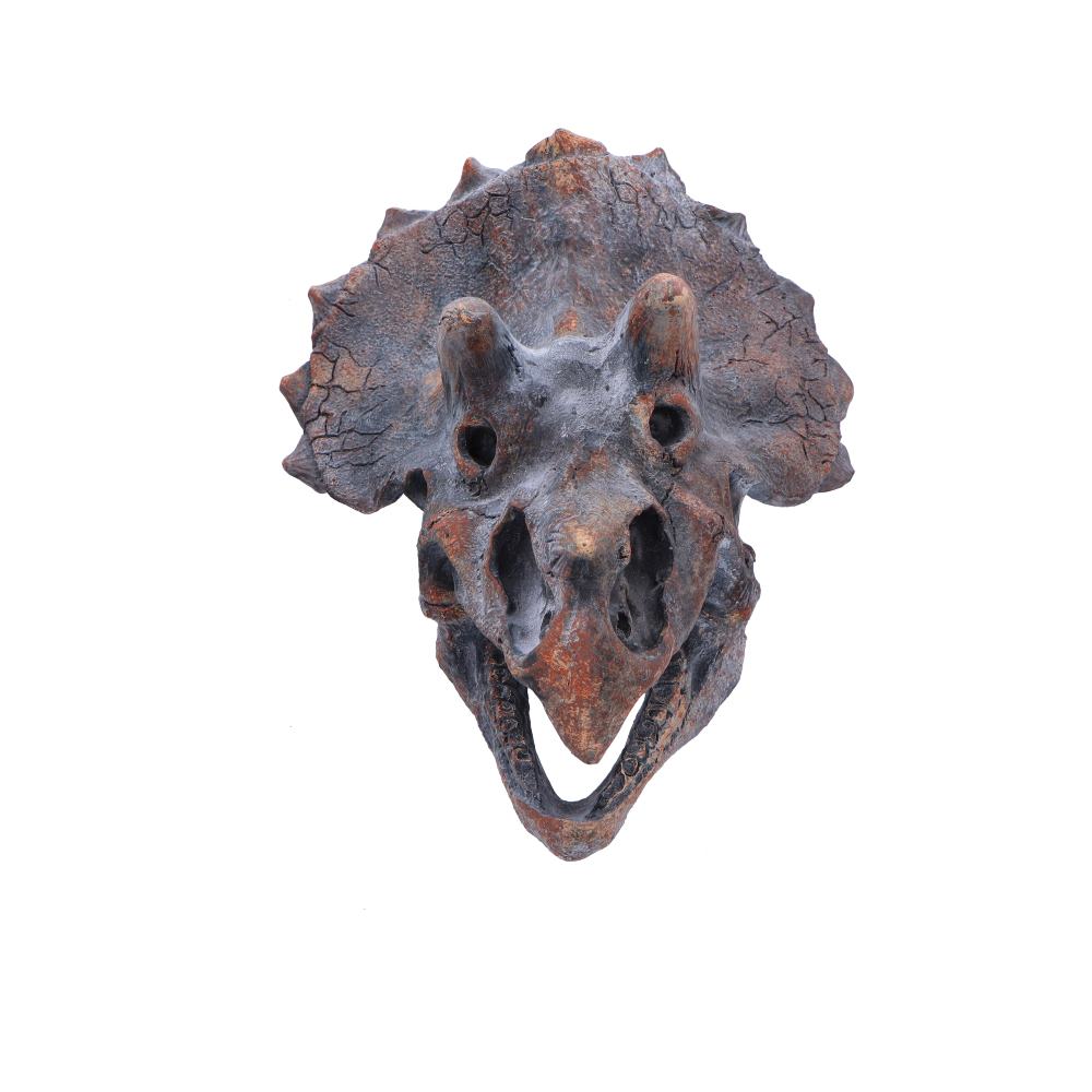 Triceratops Head