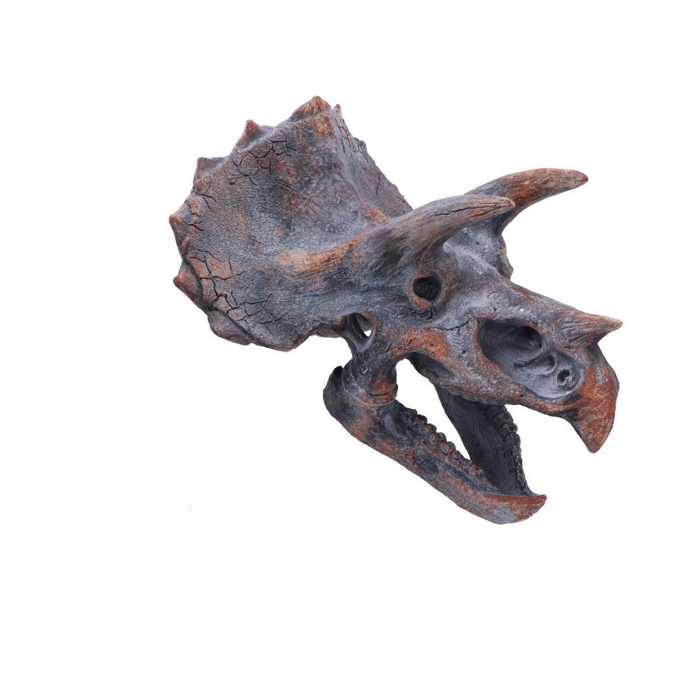 Triceratops Head